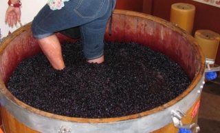  Wine tradition 
